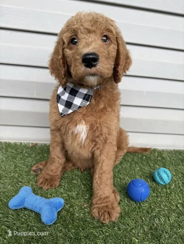 Prince – Goldendoodle puppy for sale in Morehead, KY