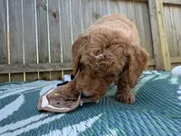 Prince, a male Goldendoodle for sale in Morehead, KY – Photo 5 of 10