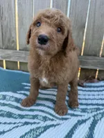 Prince, a male Goldendoodle for sale in Morehead, KY – Photo 2 of 10
