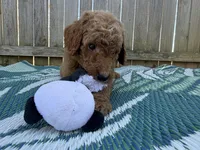 Prince, a male Goldendoodle for sale in Morehead, KY – Photo 4 of 10