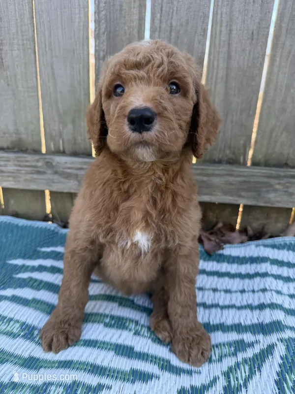 Prince – Goldendoodle puppy for sale in Morehead, KY