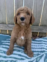 Prince, a male Goldendoodle for sale in Morehead, KY – Photo 1 of 10