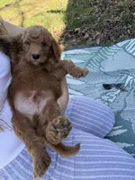 Prince, a male Goldendoodle for sale in Morehead, KY – Photo 7 of 10