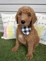 Prince, a male Goldendoodle for sale in Morehead, KY – Photo 2 of 10