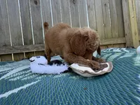 Prince, a male Goldendoodle for sale in Morehead, KY – Photo 6 of 10