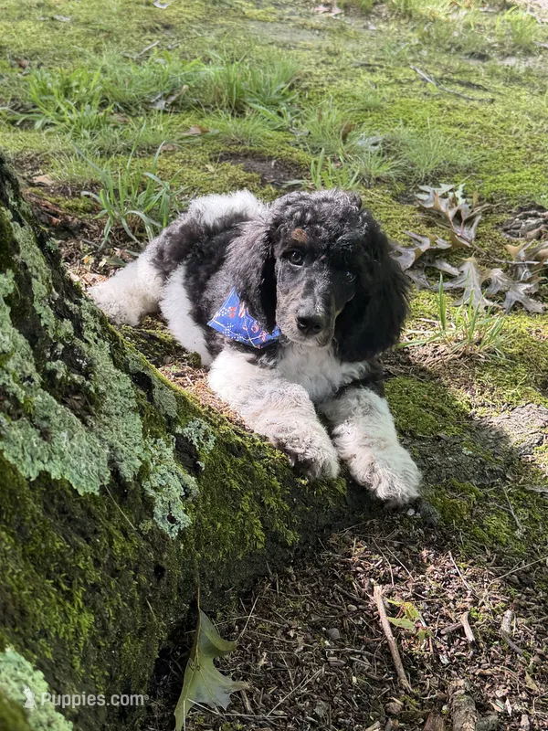 Teddy – Poodle - Standard  puppy for sale in Morehead, KY