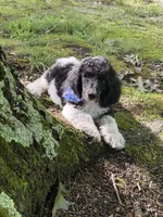 Teddy, a male Poodle - Standard  for sale in Morehead, KY – 1 of 10