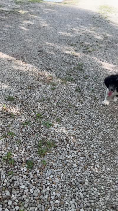 Teddy, a male Poodle - Standard  for sale in Morehead, KY – 10 of 10