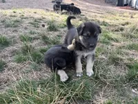 MAX, a male German Shepherd Dog for sale in Colorado Springs, CO – 5 of 6