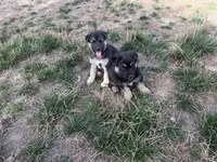 SHEIBA, a female German Shepherd Dog for sale in Colorado Springs, CO – 7 of 10