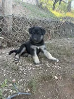 MAX, a male German Shepherd Dog for sale in Colorado Springs, CO – 1 of 6