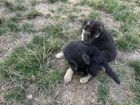 SHEIBA, a female German Shepherd Dog for sale in Colorado Springs, CO – 8 of 10