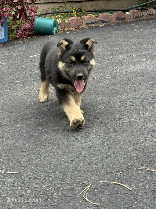 SHEIBA – German Shepherd Dog puppy for sale in Colorado Springs, CO