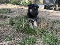 SHEIBA, a female German Shepherd Dog for sale in Colorado Springs, CO – 2 of 10