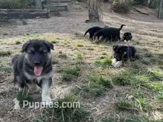 SHEIBA – German Shepherd Dog puppy for sale in Colorado Springs, CO