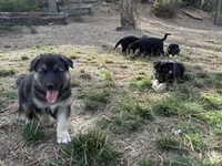 SHEIBA, a female German Shepherd Dog for sale in Colorado Springs, CO – 1 of 10