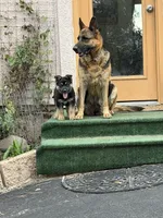 ZIBA, a female German Shepherd Dog for sale in Colorado Springs, CO – 3 of 4