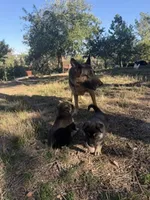 MAX, a male German Shepherd Dog for sale in Colorado Springs, CO – 2 of 6