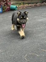 ZIBA, a female German Shepherd Dog for sale in Colorado Springs, CO – 2 of 4