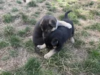 SHEIBA, a female German Shepherd Dog for sale in Colorado Springs, CO – 4 of 10