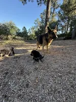 SHEIBA, a female German Shepherd Dog for sale in Colorado Springs, CO – 10 of 10
