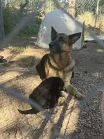 SHEIBA, a female German Shepherd Dog for sale in Colorado Springs, CO – 9 of 10