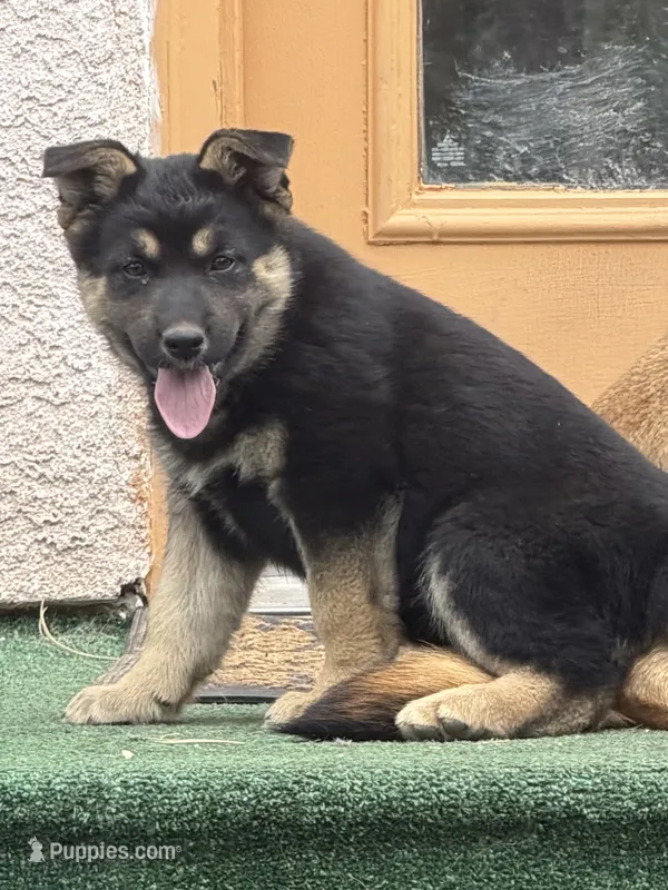 ZIBA – German Shepherd Dog puppy for sale in Colorado Springs, CO
