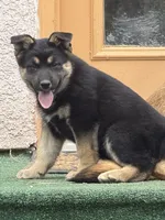 ZIBA, a female German Shepherd Dog for sale in Colorado Springs, CO – 1 of 4