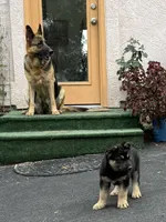 ZIBA, a female German Shepherd Dog for sale in Colorado Springs, CO – 4 of 4