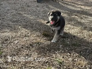 SHEIBA – German Shepherd Dog puppy for sale in Colorado Springs, CO