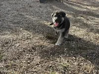 SHEIBA, a female German Shepherd Dog for sale in Colorado Springs, CO – 6 of 10