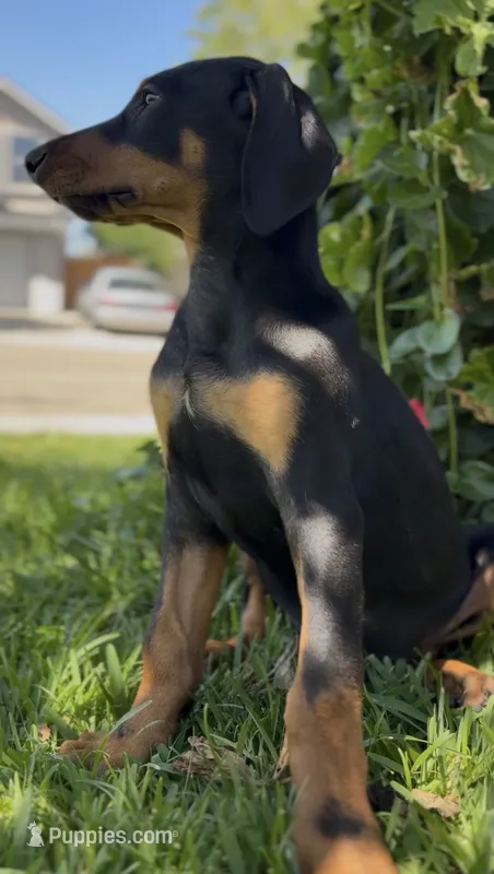 Chucky  – Doberman Pinscher puppy for sale in Lathrop, CA