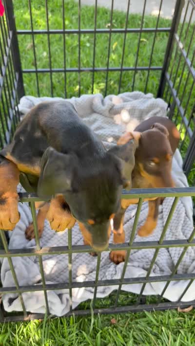 Max, a male Doberman Pinscher for sale in Lathrop, CA – 2 of 3
