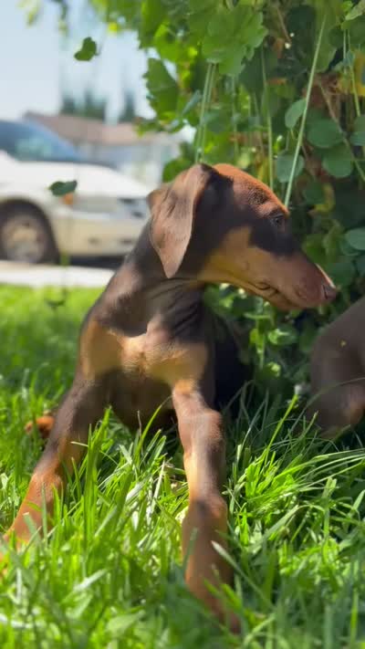 Nova, a female Doberman Pinscher for sale in Lathrop, CA – 3 of 3