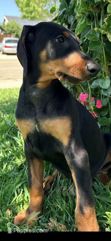 Max – Doberman Pinscher puppy for sale in Lathrop, CA