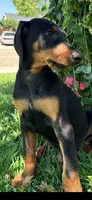 Max, a male Doberman Pinscher for sale in Lathrop, CA – 1 of 3