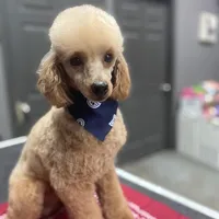 Reggie, a male Poodle - Toy  for sale in Scottsdale, AZ – Photo 3 of 5