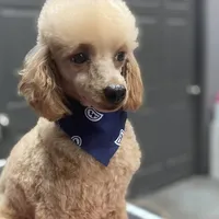 Reggie, a male Poodle - Toy  for sale in Scottsdale, AZ – Photo 1 of 5