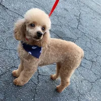 Reggie, a male Poodle - Toy  for sale in Scottsdale, AZ – Photo 2 of 5