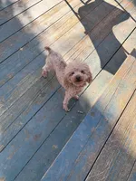 Reggie, a male Poodle - Toy  for sale in Scottsdale, AZ – Photo 5 of 5