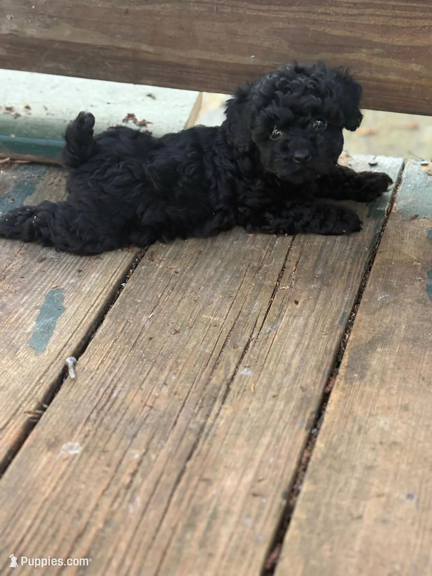 Madison, a female Poodle - Toy  for sale in Scottsdale, AZ – 2 of 5