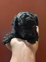 Madison, a female Poodle - Toy  for sale in Scottsdale, AZ – 5 of 5