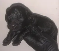 Madison, a female Poodle - Toy  for sale in Scottsdale, AZ – Photo 1 of 3