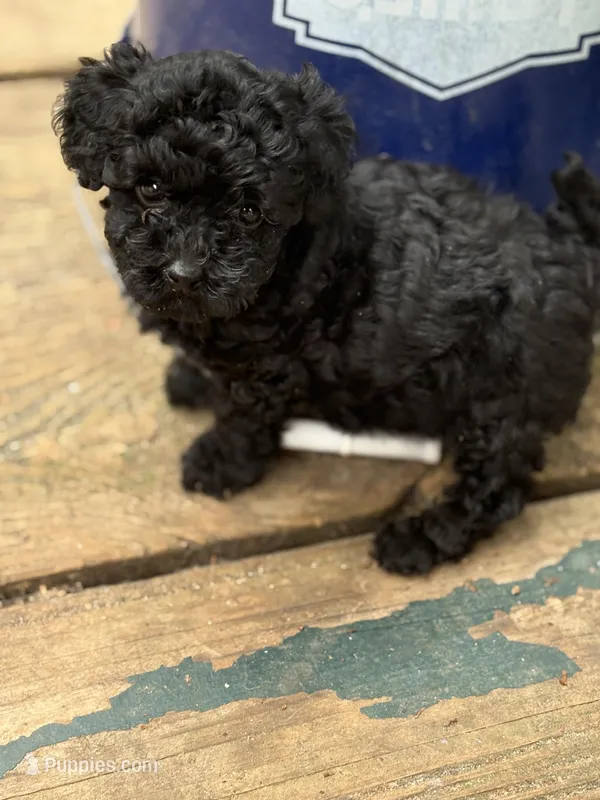 Madison – Poodle - Toy  puppy for sale in Scottsdale, AZ