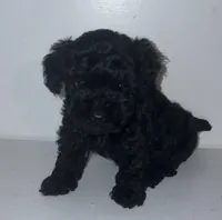 Madison, a female Poodle - Toy  for sale in Scottsdale, AZ – 4 of 5