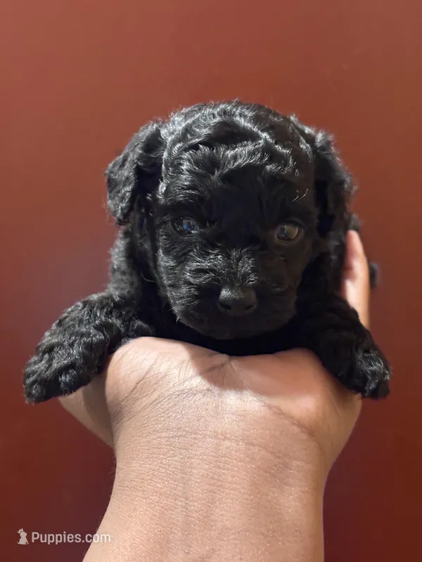 Madison – Poodle - Toy  puppy for sale in Scottsdale, AZ