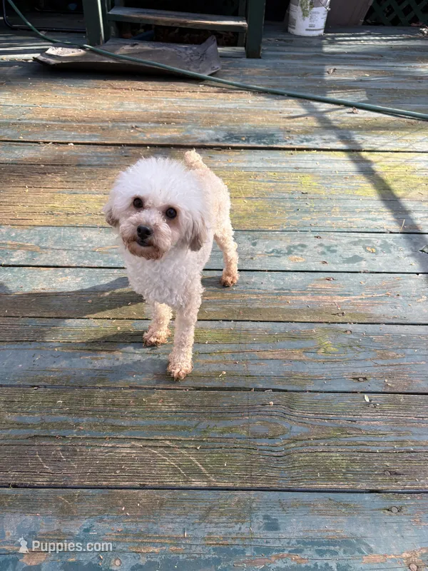 Beignet, a male Poodle - Toy  for sale in Scottsdale, AZ – Photo 1 of 2