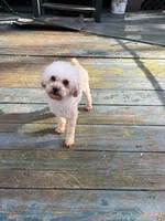 Beignet, a male Poodle - Toy  for sale in Scottsdale, AZ – Photo 1 of 2