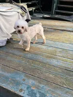 Beignet, a male Poodle - Toy  for sale in Scottsdale, AZ – Photo 2 of 2