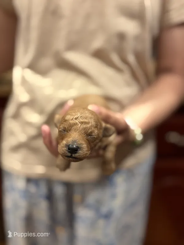 Shrimp – Poodle - Toy  puppy for sale in Scottsdale, AZ